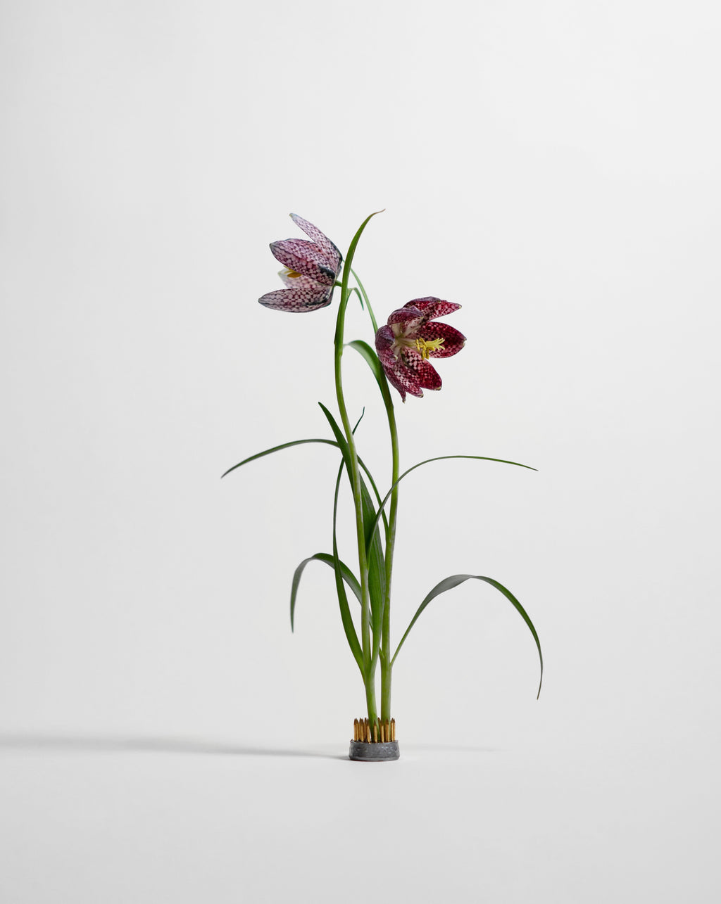 HeinStudio-Kenzan23.3_1024x.