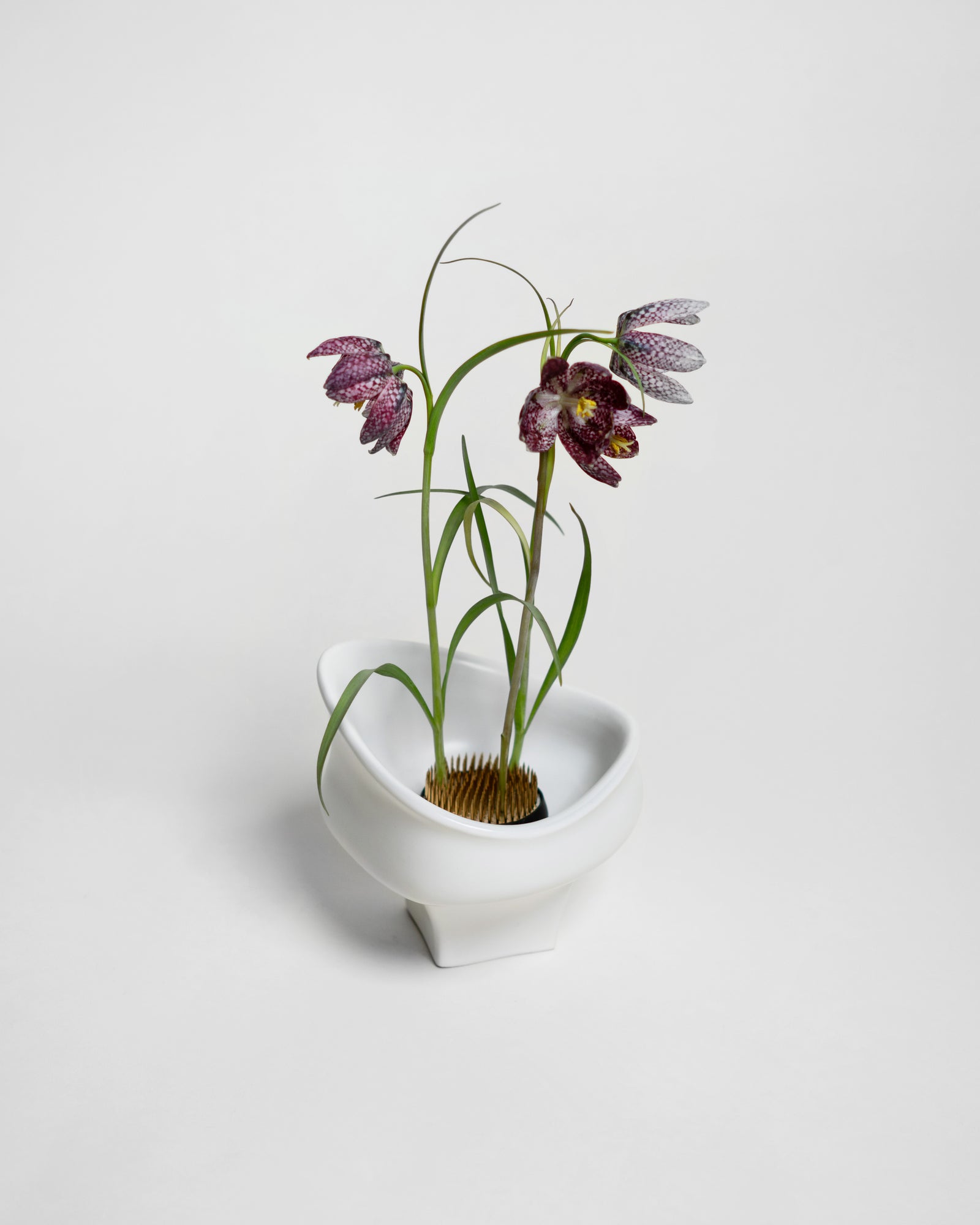Kenzan Flower Arranger 60 mm – HEIN STUDIO